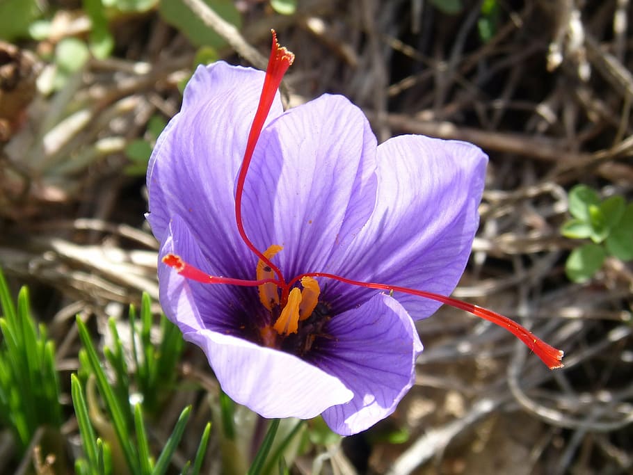 saffron, flower, beauty, carthamus tinctorius, pistil, nature, HD wallpaper