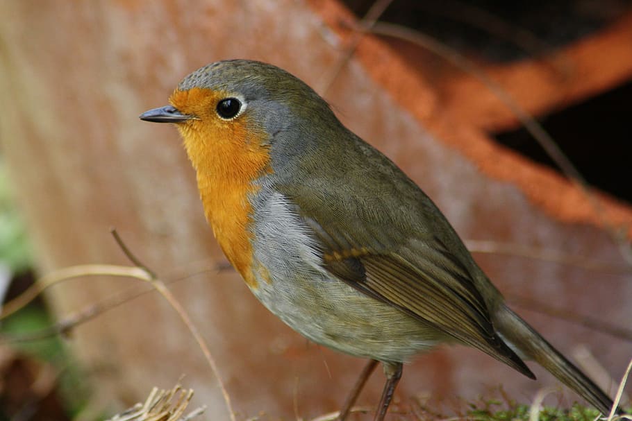 bird, red goblets, garden, anrtur, grey, feather, plumage, animal world HD wallpaper