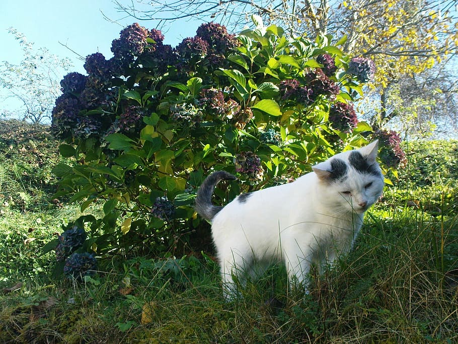 cat, pet, nature, rush, curious, white, animal, grass, spring HD wallpaper