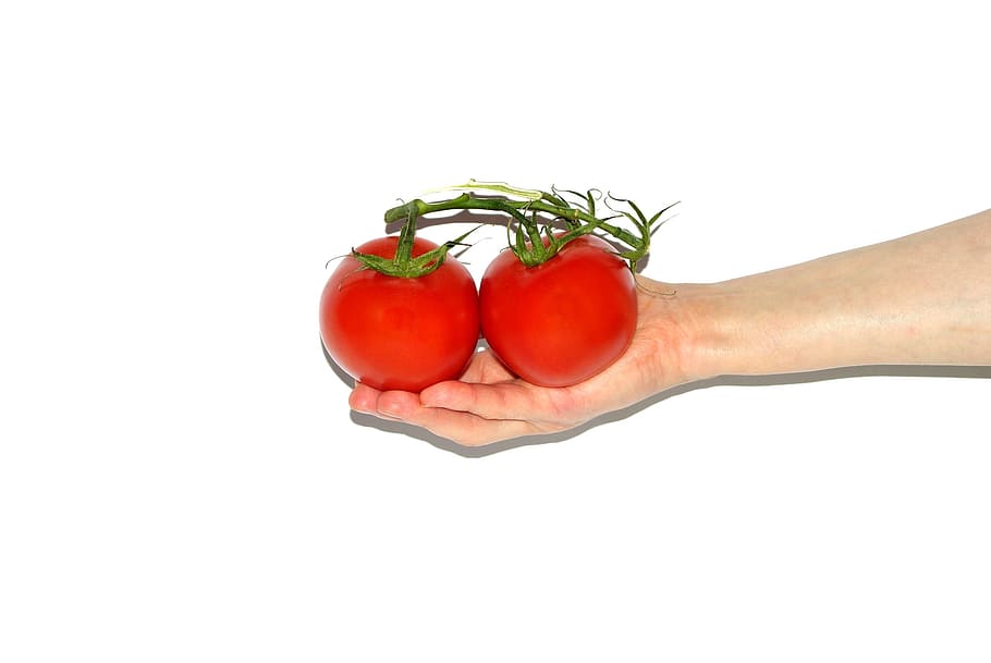 Tomato, Hand, Hands, Woman, the hand, holding, tomatoes, plant, HD wallpaper