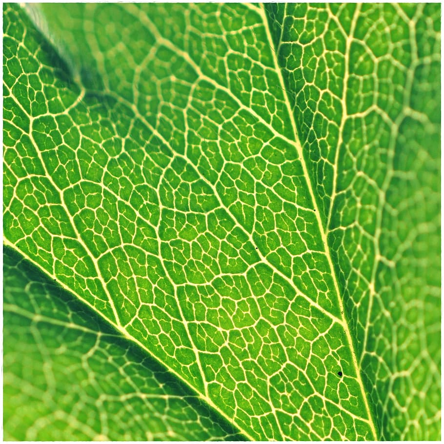 Leaf, Structure, Green, Plant, background, leaf veins, green color HD wallpaper