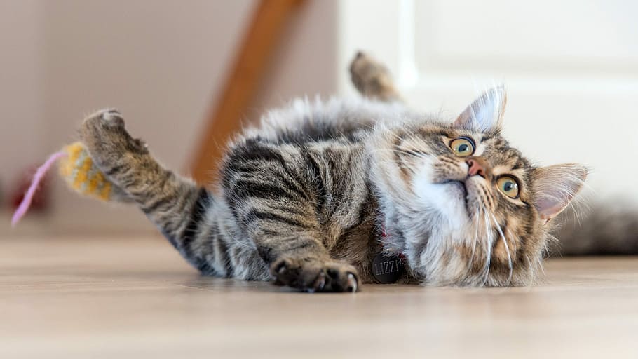 Surprised Cat on the floor, cute, expressive, fluffy, photo, pet HD wallpaper