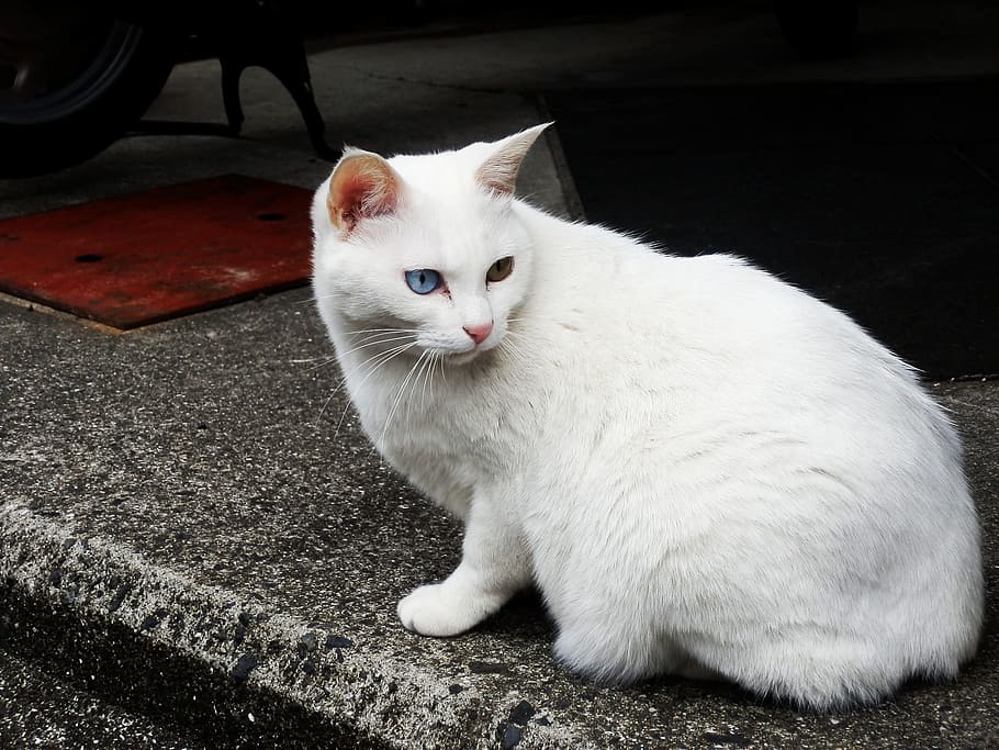 short-haired white cat, Stray Cat, Cat, Cat, heterochromia iridum, HD wallpaper