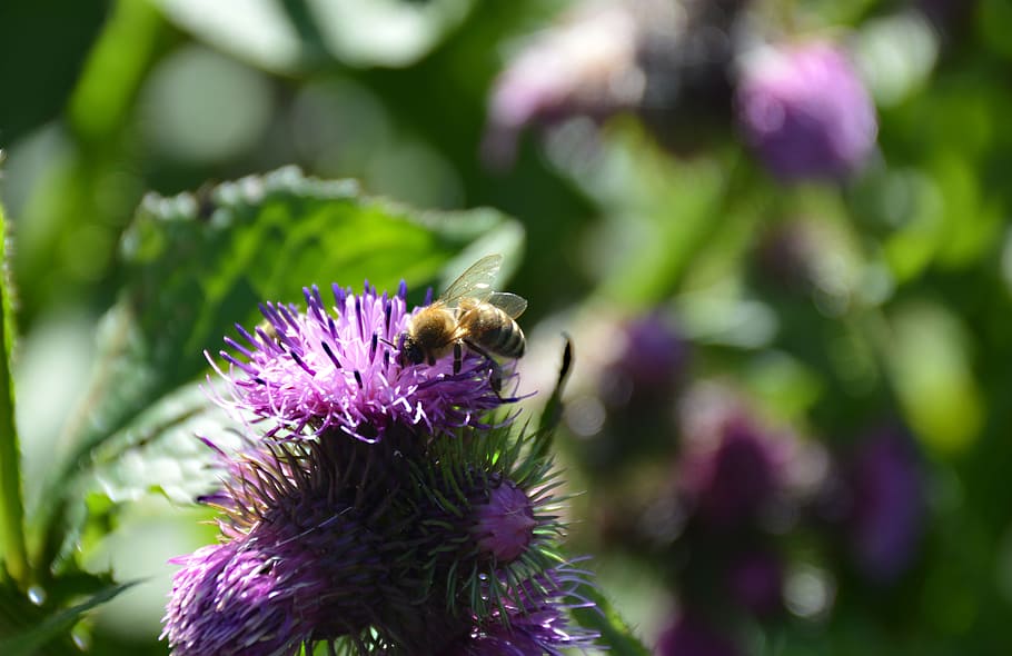 Bee, Diestel, Close, Insect, Honey, nature, thistle bud, pollination HD wallpaper