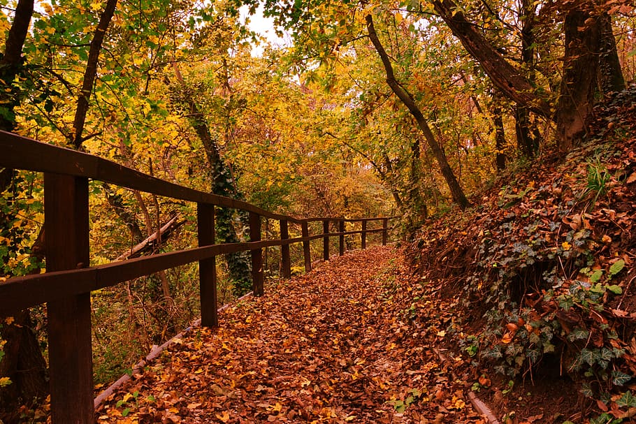 phot oof withered leaves, autumn, forest, tree, change, plant HD wallpaper