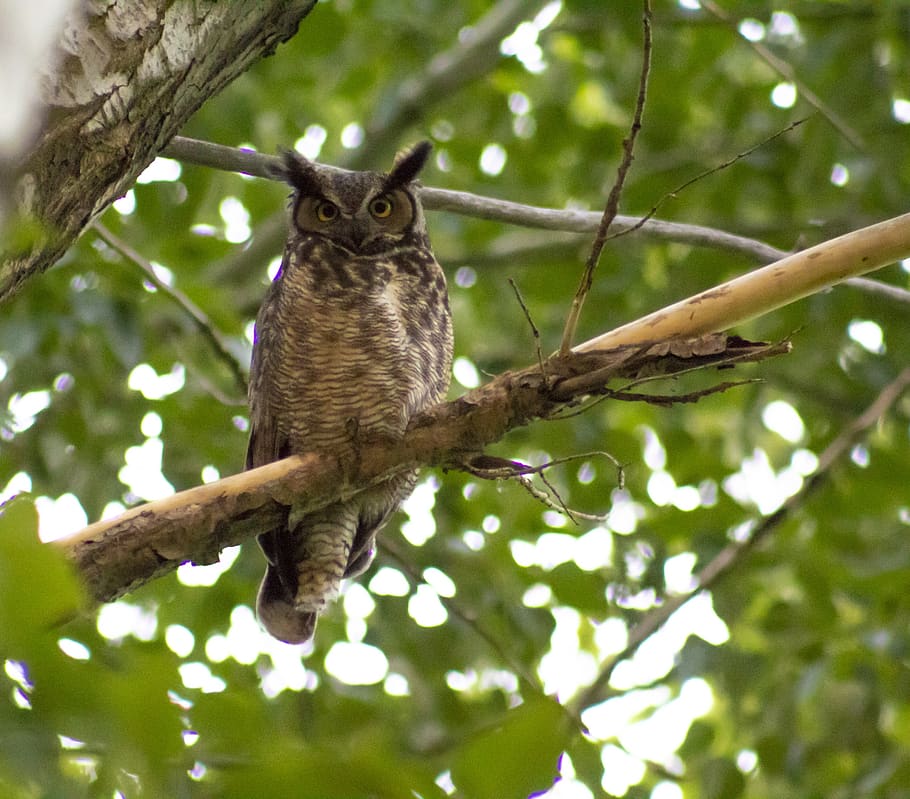 owl, branch, tree, wise, brown, raptor, predator, perched, leaf, HD wallpaper