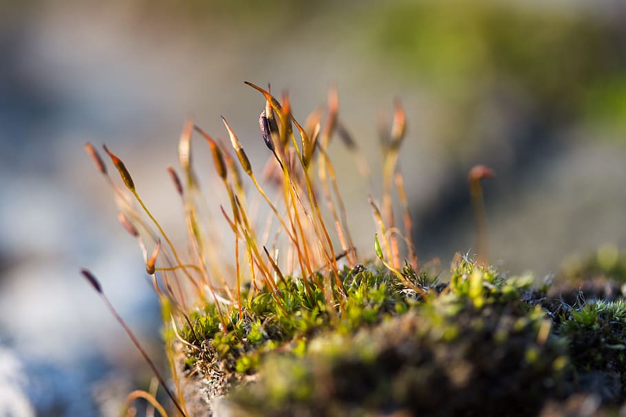 Moss, Plant, Wallpaper, Macro, Nature, fall colors, growth HD wallpaper