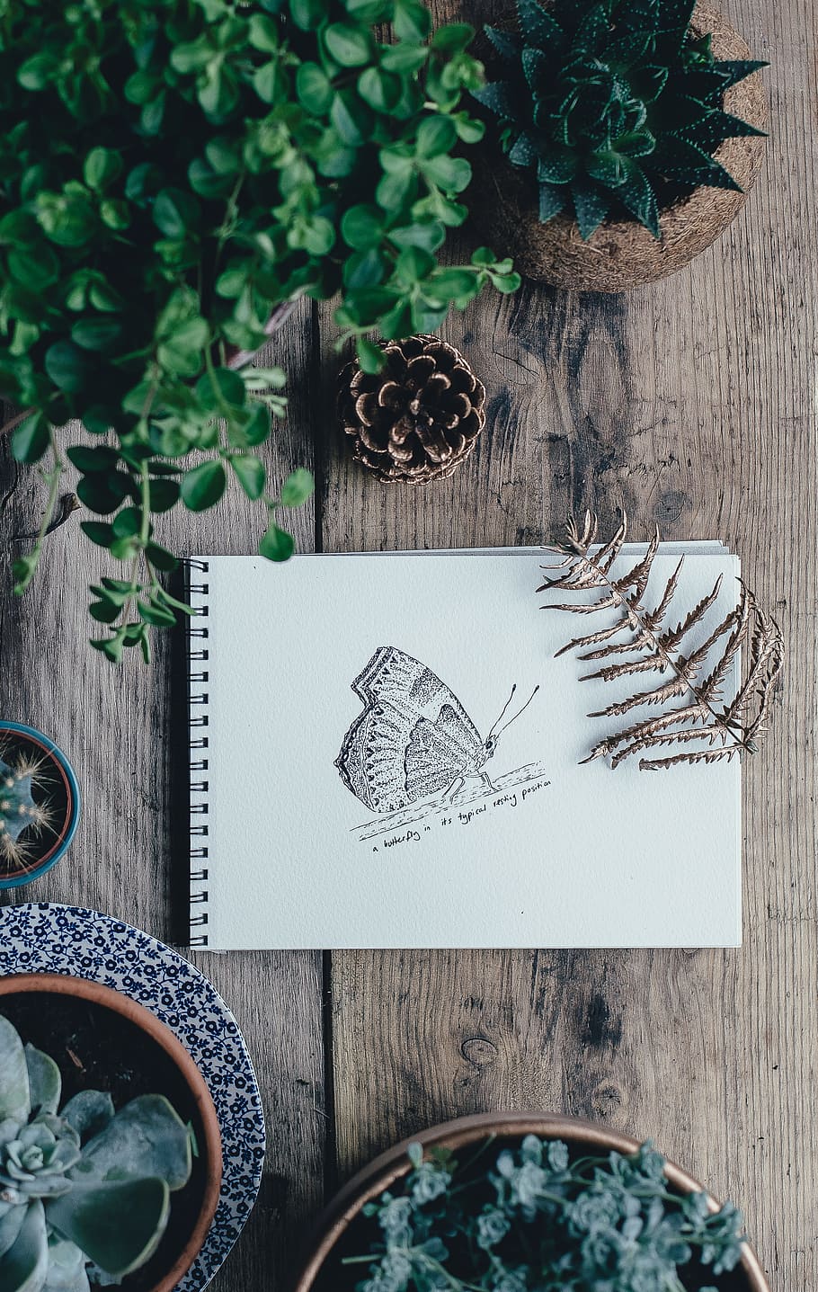 butterfly sketch on white sketchbook, white spiral notebook surrounded by green leaf plants on brown wooden surface, HD wallpaper