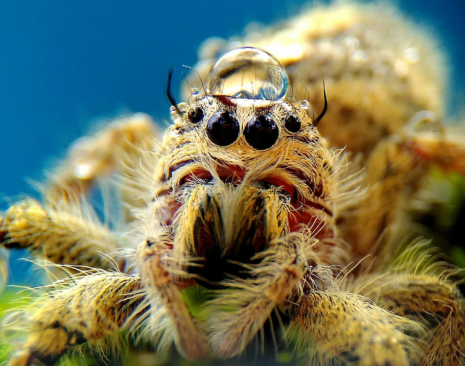 spider, animals, macros, wild, nature, one animal, animal themes HD wallpaper