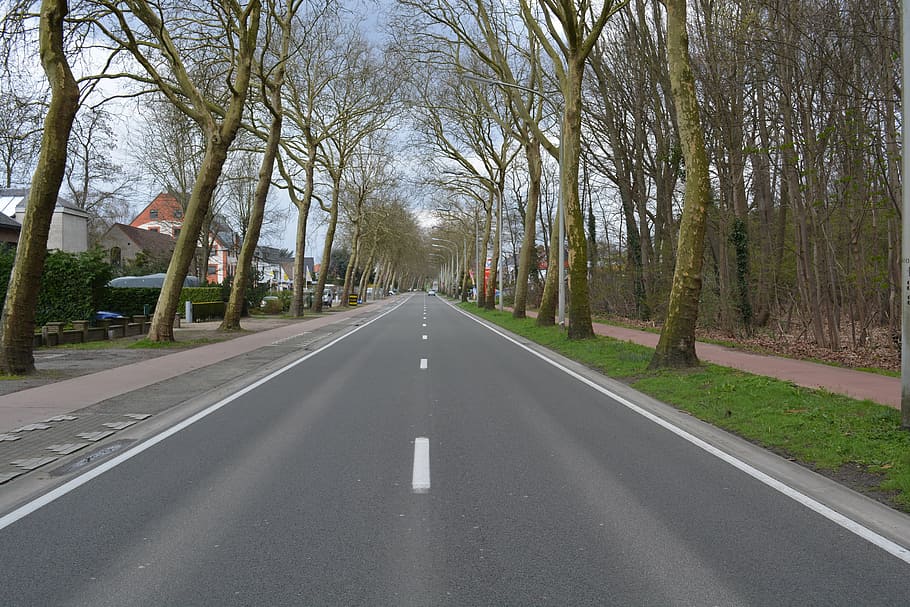 road, trees, asphalt, direction, the way forward, transportation HD wallpaper