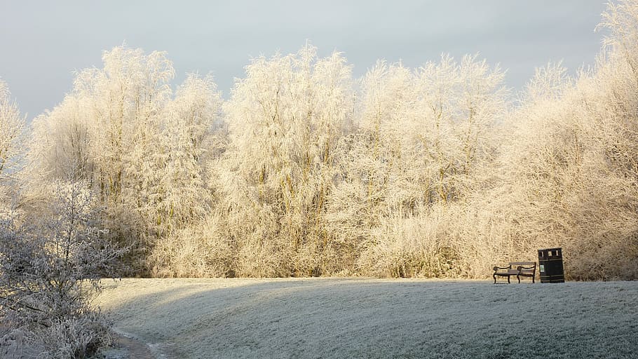 Snowfall, Winter, Scenery, Trees, cold, landscape, christmas HD wallpaper