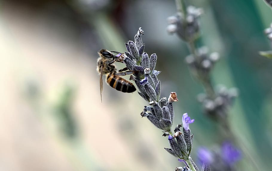 bee, flower, nature, flora, garden, insect, animal, animal themes HD wallpaper