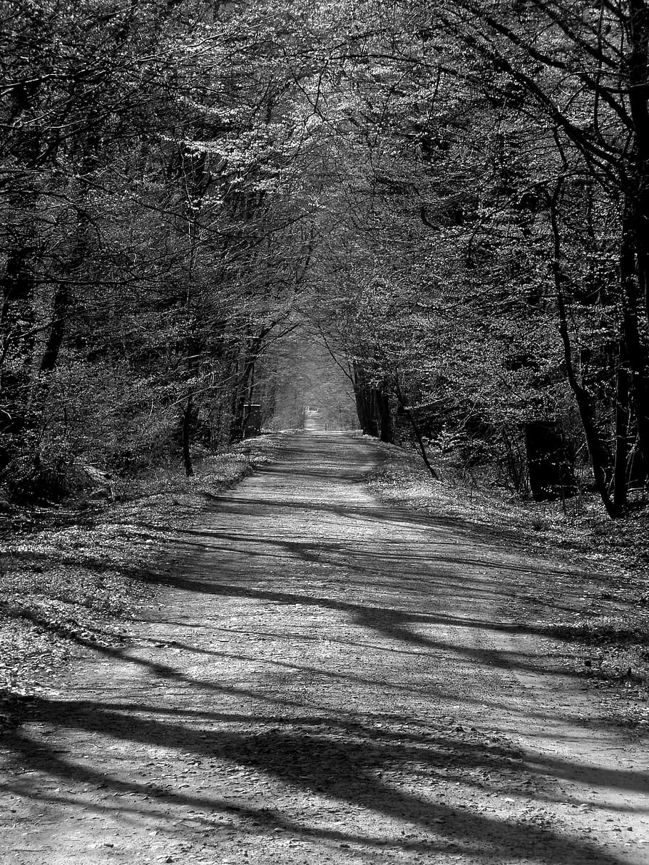 nature, forest, away, glinde, mecklenburg, tree, direction HD wallpaper