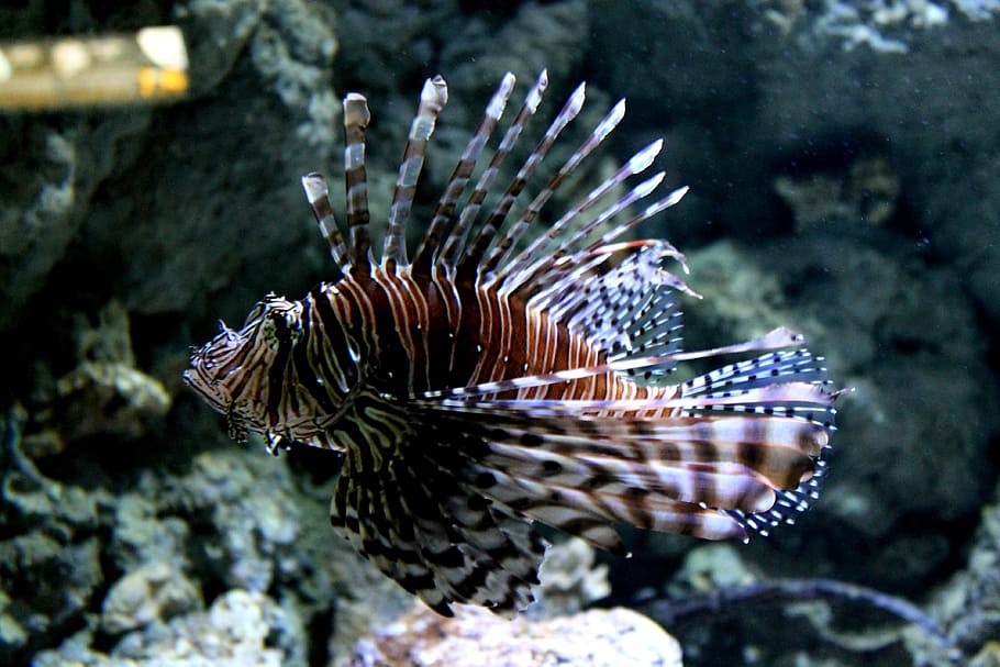 fish, aquarium, nature, animal wildlife, animal themes, animals in the wild HD wallpaper