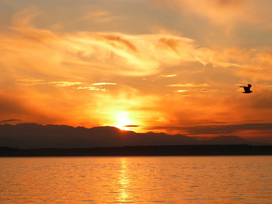 sunset, bird, orange, night, bay, clouds, sky, water, ocean HD wallpaper