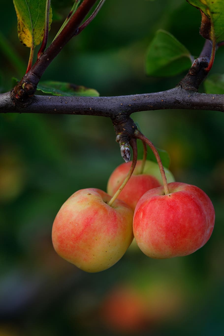 apples, trio, small, food and drink, healthy eating, fruit HD wallpaper