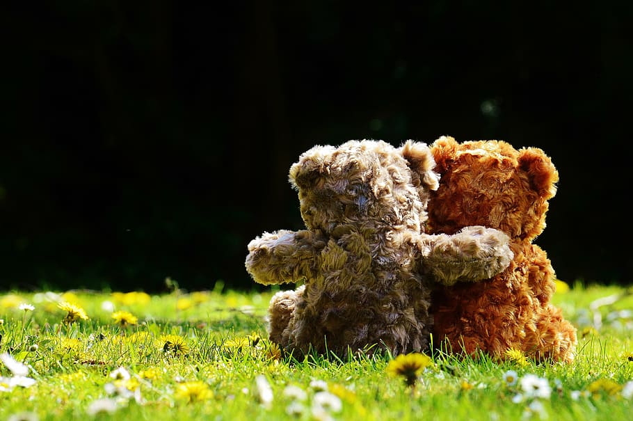 two brown and grey bear plush toys on green grass, teddy, love