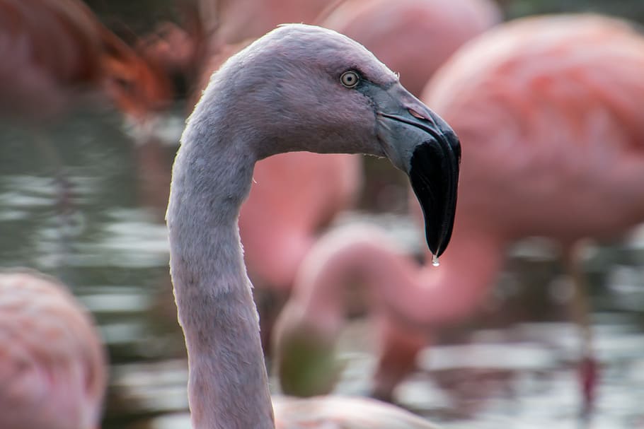 Flamingo, Bird, Pink, wildlife, nature, animal, pink Color HD wallpaper