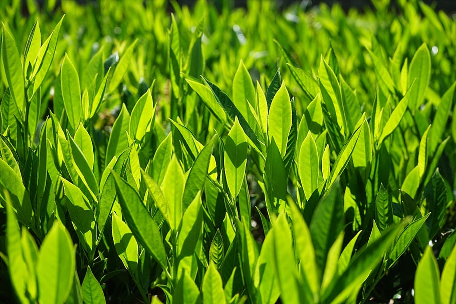 prunus laurocerasus, bush, leaves, green, back light, light green, HD wallpaper