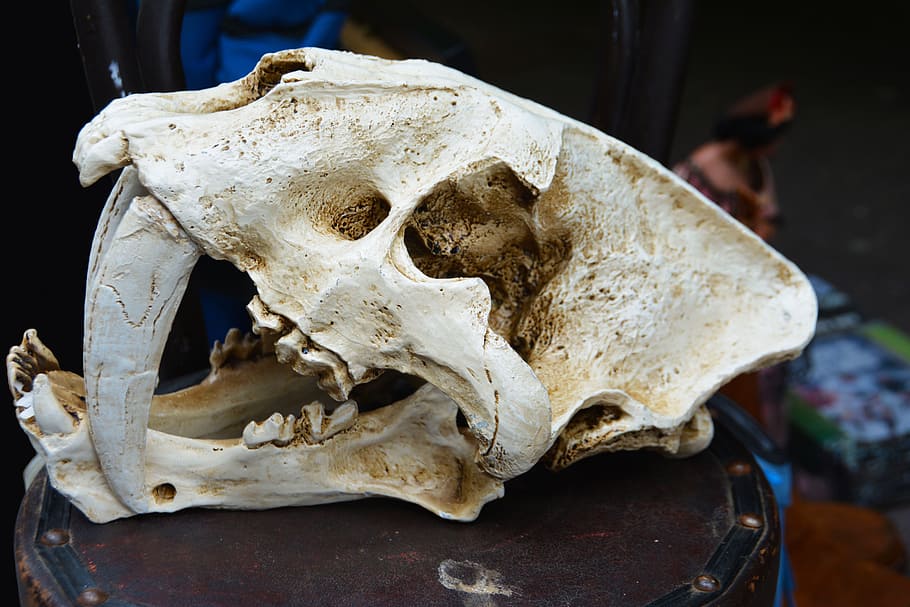 white animal skull in focus photo, skeleton, head, cranium, fear, HD wallpaper