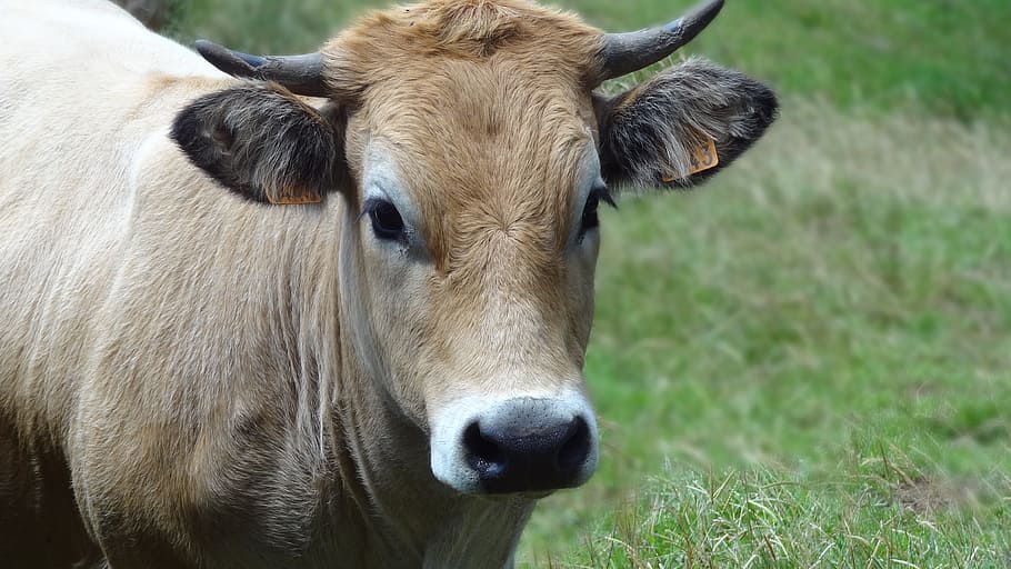 cows, animals, pasture, animal themes, mammal, livestock, domestic animals HD wallpaper
