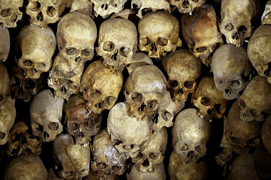 brown skull lot, skeleton, head, bones, people, human skull, human skeleton