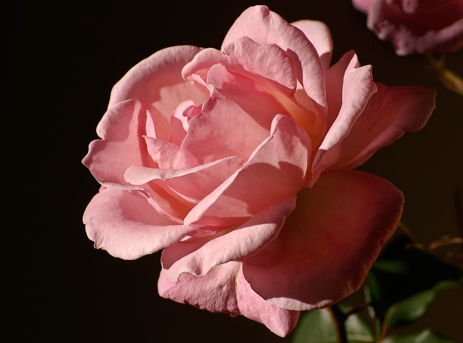 rose, bloom, flower, pink, garden, petal, flowering plant, beauty in nature HD wallpaper
