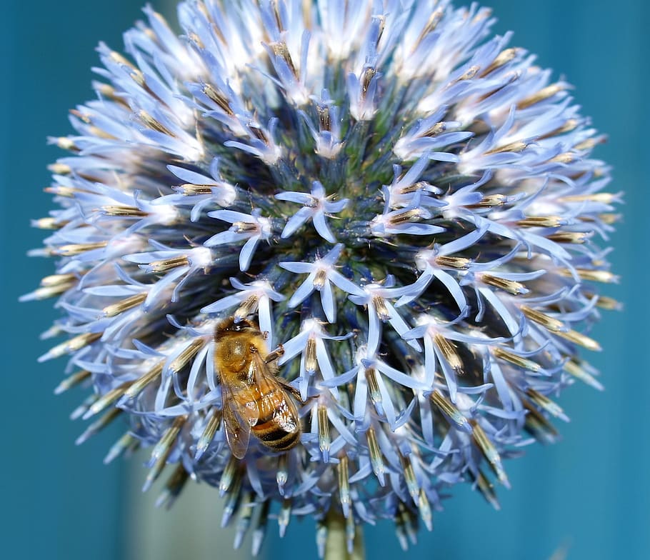 flower, bee, insect, close-up, plant, no people, flowering plant HD wallpaper