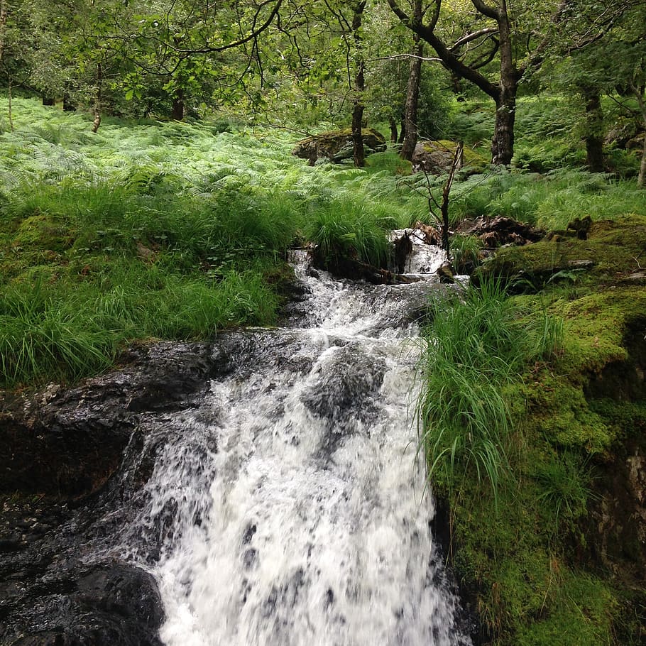 beautiful, rural, waterfall, plant, tree, beauty in nature HD wallpaper