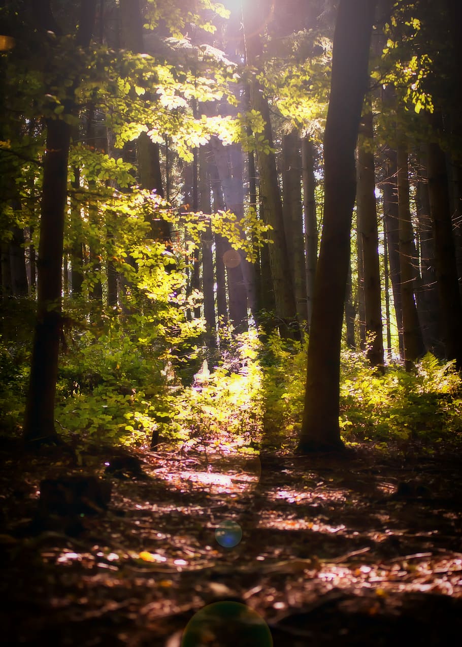 photography of woods, forest, sunbeam, glade, autumn, nature