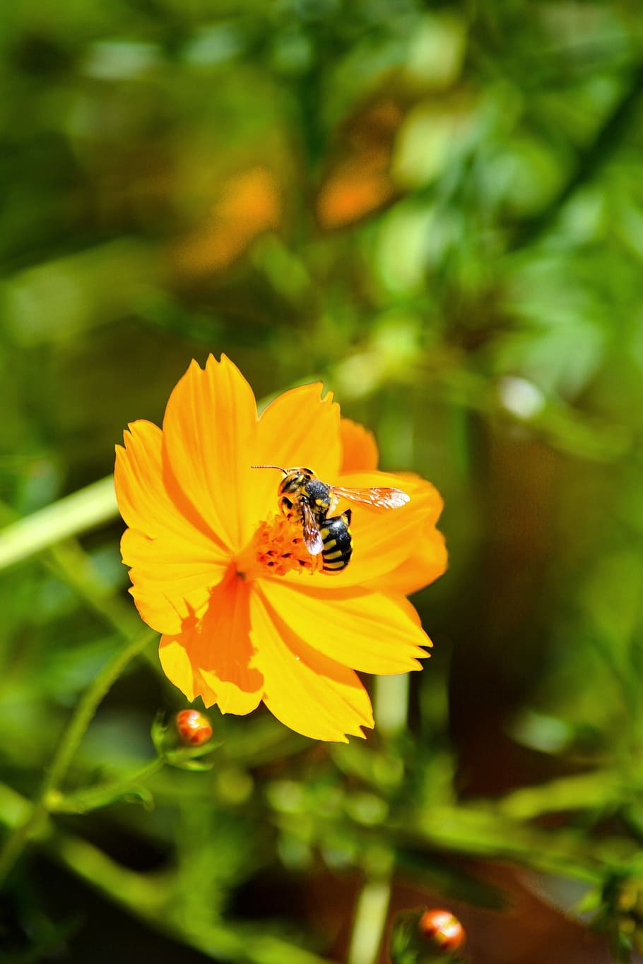 flower, bee, insect, pollen, honey, nature, macro, yellow, natural HD wallpaper