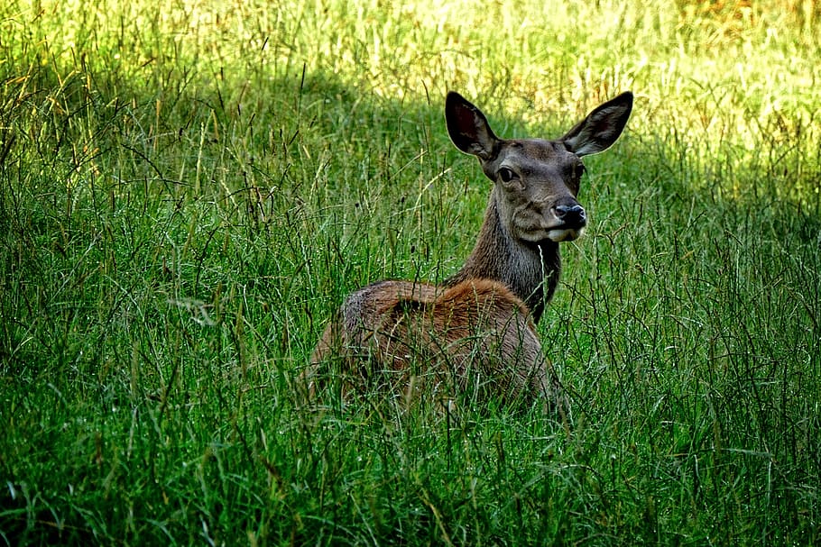 doe, red deer, wild, forest, forest animal, nature, animal world HD wallpaper