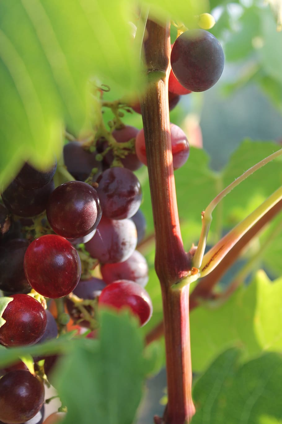 Grape, Fruit, Cluster, Sun, Green, landscape, nature, agriculture, HD wallpaper