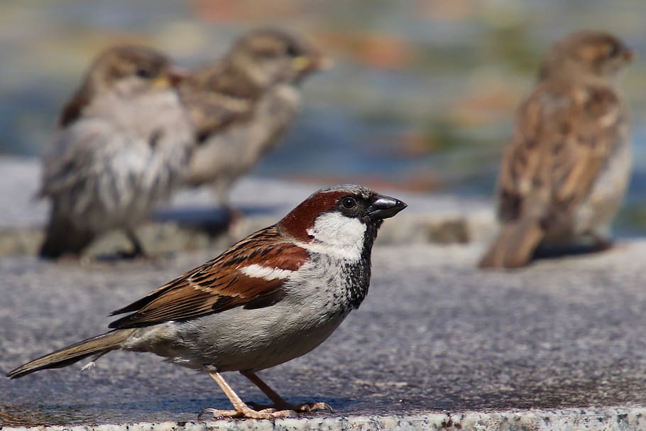 sparrows, house sparrow, sperling, bird, animal, water, nature HD wallpaper