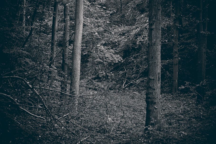 Forest, Trees, Nature, Landscape, branch branches, mood, fairy tale forest