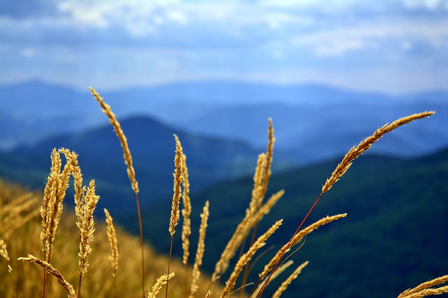 brown wheat, bieszczady, tarnica, beech berdo, mountains, the silence HD wallpaper