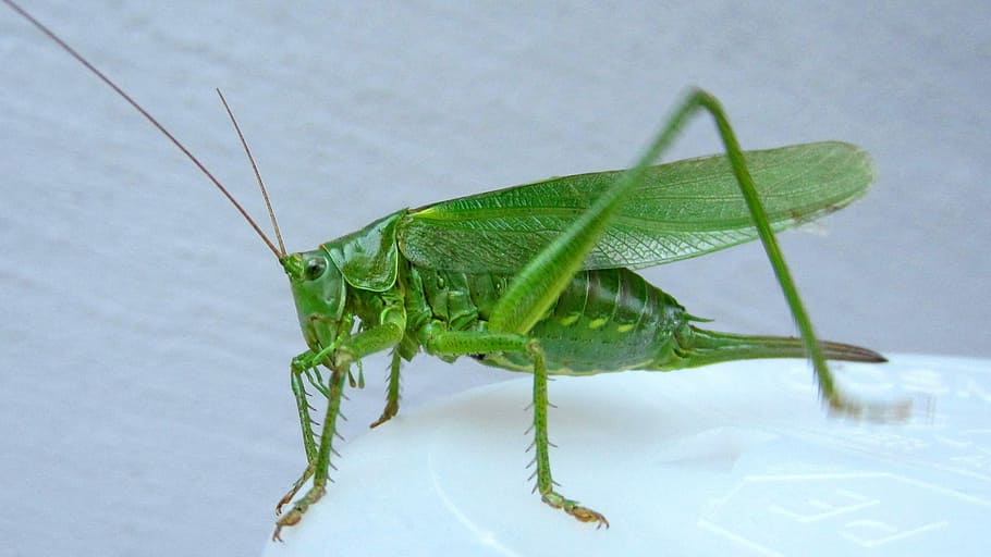 Grasshopper, Insect, Macro, one animal, animal themes, green color HD wallpaper