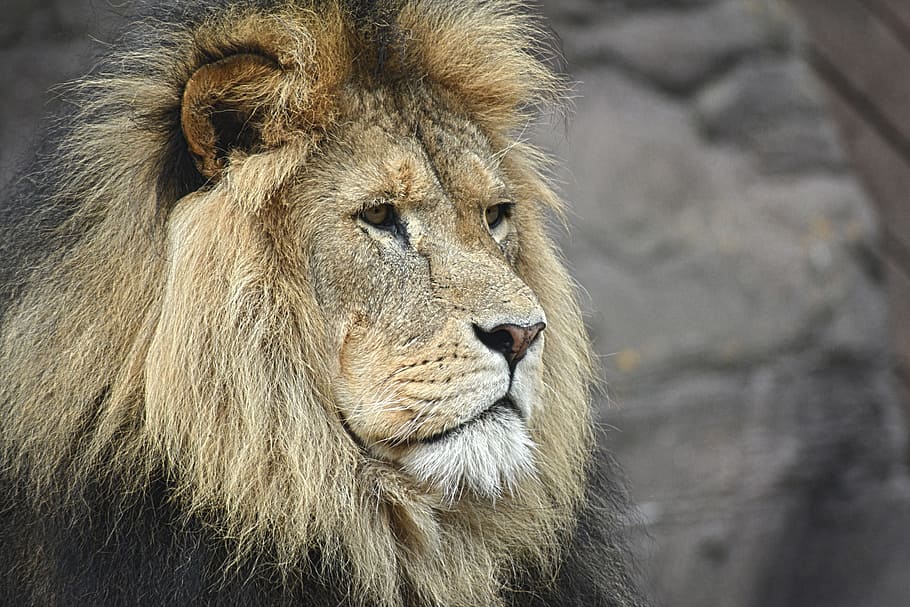 person taking photo of male lion, majestic, felline, wildlife