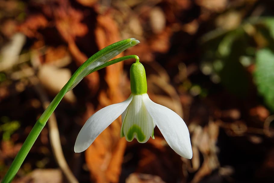 shallow focus photography of white flower, snowdrop, blossom HD wallpaper
