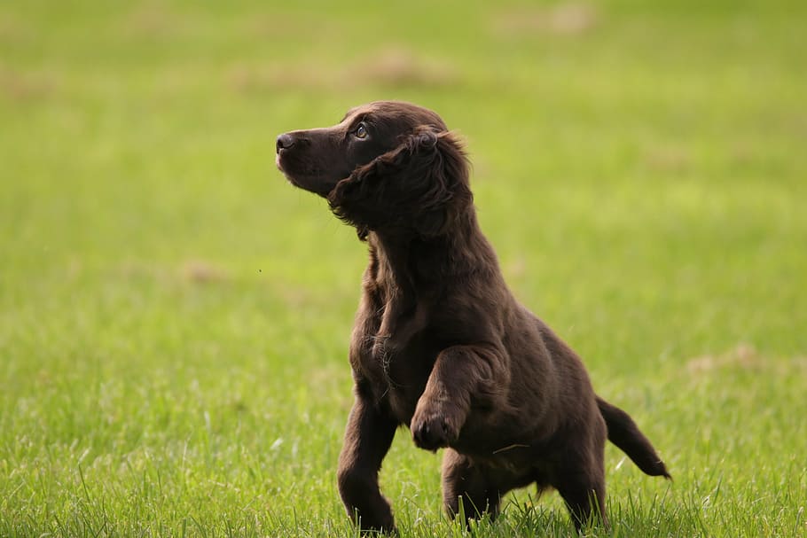 puppy, cocker, spaniel, dog, pet, animal, canine, cute, purebred HD wallpaper