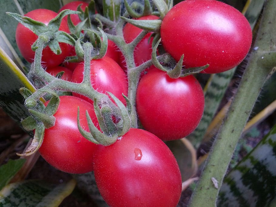 tomatoes, organic tomatoes, food, food and drink, red, healthy eating HD wallpaper