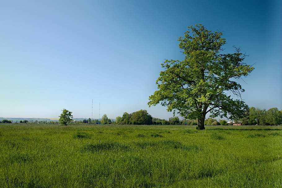 Tree, Grass, Meadow, Landscape, Nature, green, sky, heaven HD wallpaper