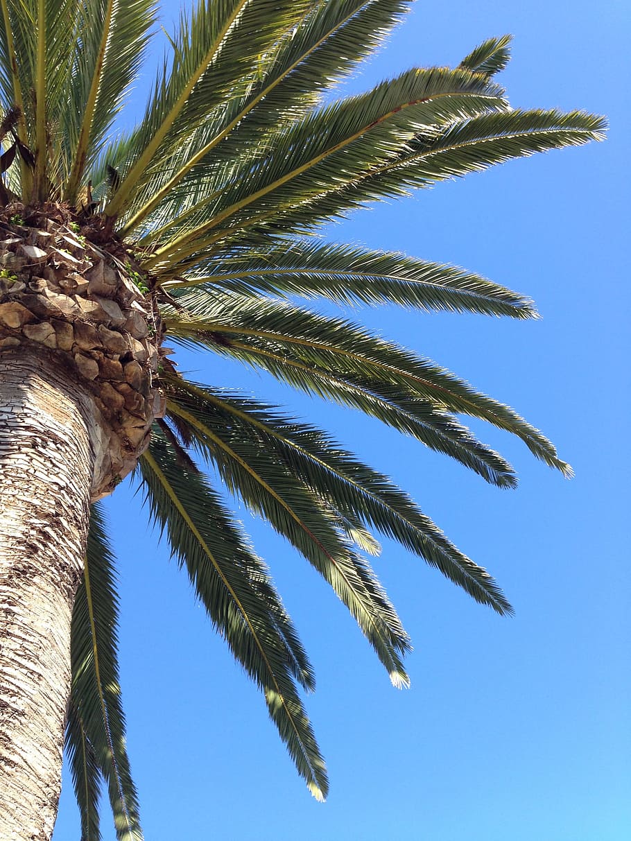 palm tree, nature, vacation, plant, low angle view, growth HD wallpaper
