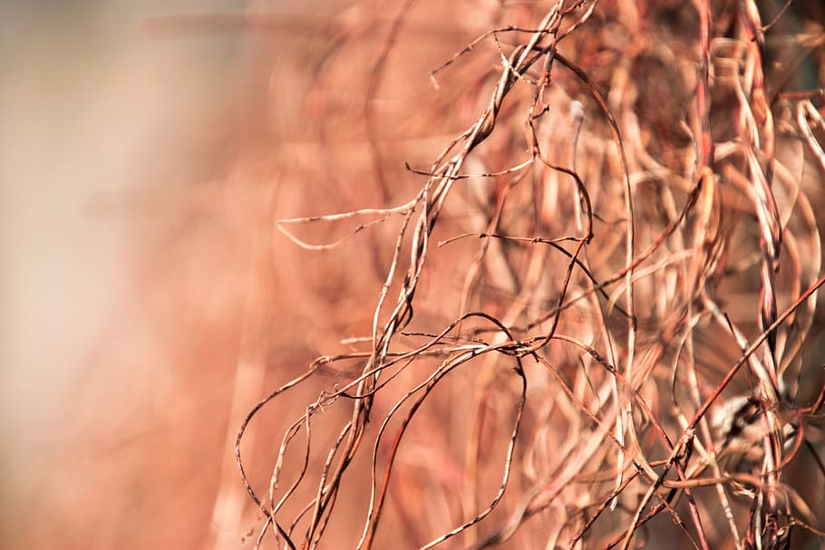 nature, background, dry, hedge, scrub, plant, branch, focus on foreground HD wallpaper