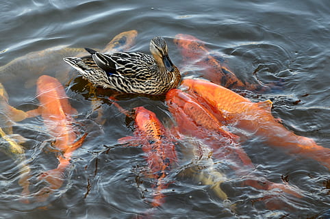 Duck, Water, Fish, Wet, koikarpfen, freshwater fish, fish thick HD wallpaper