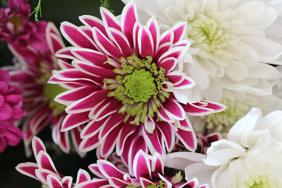 beautiful, cheerful, flowers, flowering plant, vulnerability HD wallpaper