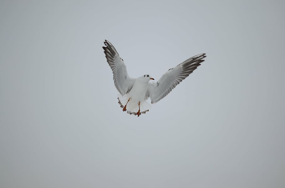 seagull, flight, bird, fly, animal, wing, in flight, flying HD wallpaper