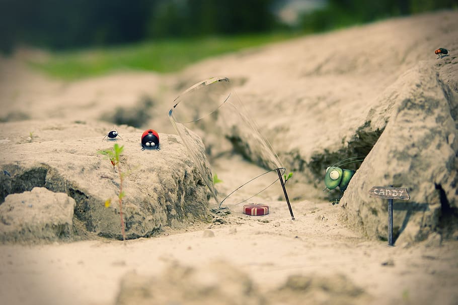 nature, sand, tiny, insect, ladybug, wallpaper, selective focus HD wallpaper