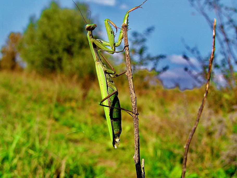 nature, mantis, insect, plant, focus on foreground, invertebrate HD wallpaper