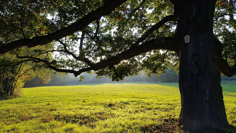 green leafed tree on green grass field, park, meadow, nature HD wallpaper